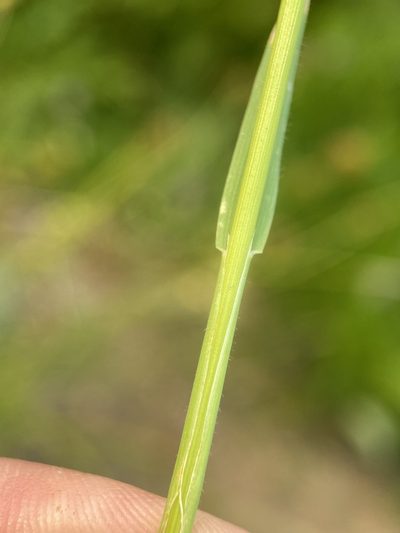 Graphephorum wolfii, photographed by Matt Berger