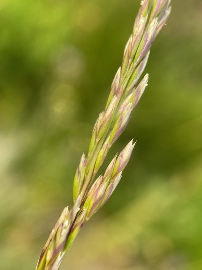 Graphephorum wolfii, photographed by Matt Berger