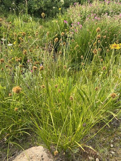 Carex haydeniana, photographed by Matt Berger