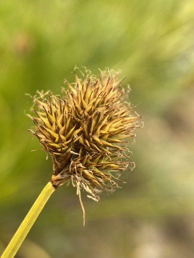 Carex haydeniana, photographed by Matt Berger