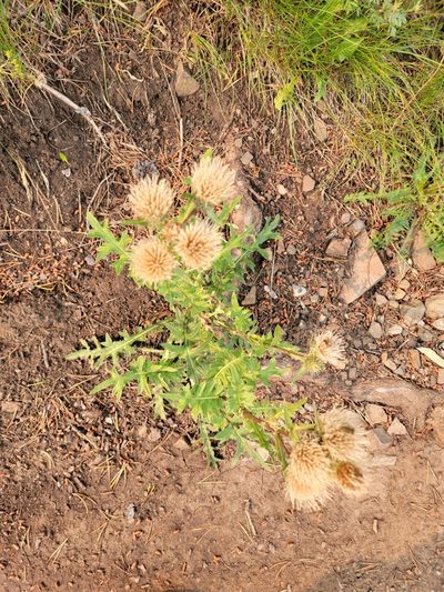 Cirsium griseum, photographed by Rebecca Gimenez Husted