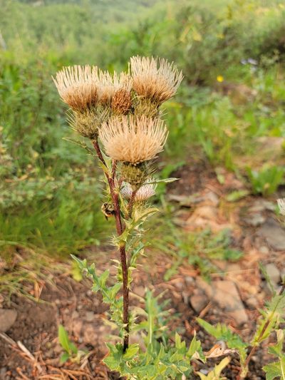 Cirsium griseum, photographed by Rebecca Gimenez Husted