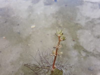 Myriophyllum alterniflorum, photographed by Antón David Pérez Rodríguez