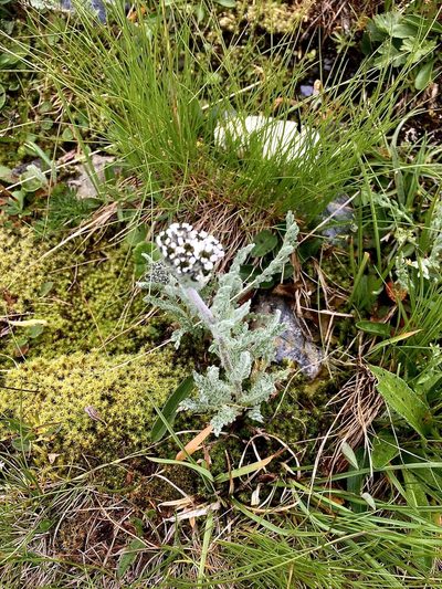 Aspilia foliacea, photographed by Karsten Rohweder