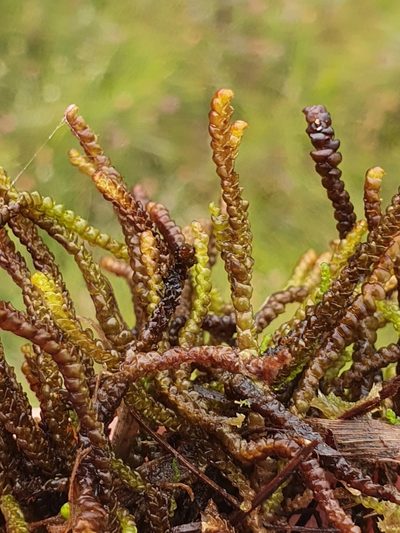 Pleurozia purpurea, photographed by Jonathan Hughes