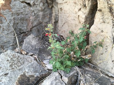 Salvia henryi, photographed by Cecelia Alexander