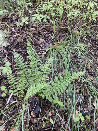 Woodsia phillipsii, photographed by Cecelia Alexander