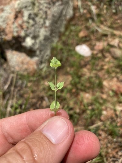 Drymaria glandulosa, photographed by Cecelia Alexander