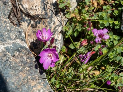 Epilobium obcordatum, photographed by Lew Jones