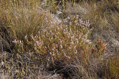 Spatalla racemosa, photographed by Tony Rebelo