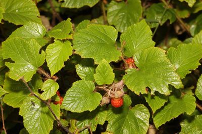 Rubus tricolor, photographed by Stephen James McWilliam