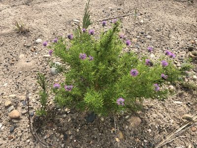 Dalea purpurea, photographed by Mike B