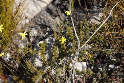 Othonna multicaulis, photographed by Tony Rebelo