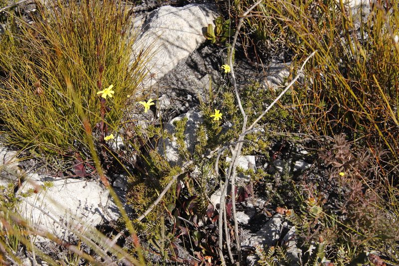 Othonna multicaulis, photographed by Tony Rebelo