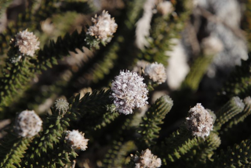 Kogelbergia verticillata, photographed by Tony Rebelo