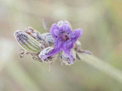 Lavandula latifolia, photographed by David Delon