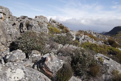 Kogelbergia verticillata, photographed by Tony Rebelo