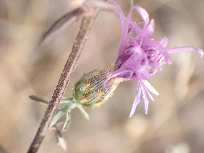 Centaurea paniculata, photographed by David Delon