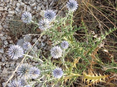 Echinops ritro, photographed by David Delon
