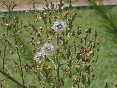Lactuca canadensis, photographed by Cole Shoemaker