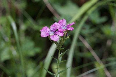 Linum viscosum, photographed by Dario Taraborelli