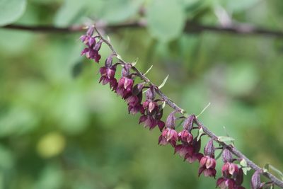 Epipactis atrorubens, photographed by Dario Taraborelli