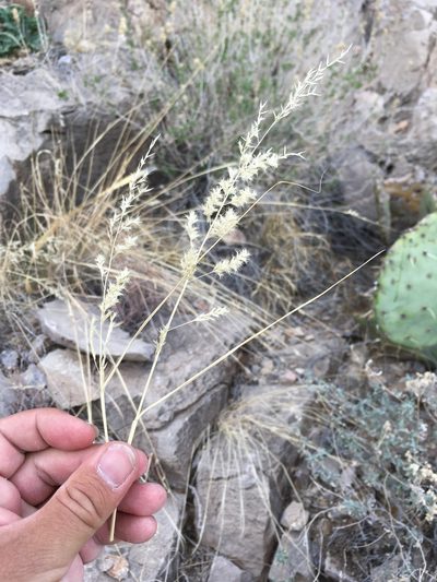 Cottea pappophoroides, photographed by Cecelia Alexander