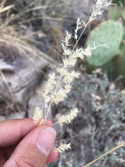 Cottea pappophoroides, photographed by Cecelia Alexander
