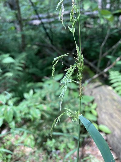 Cinna latifolia, photographed by er-birds