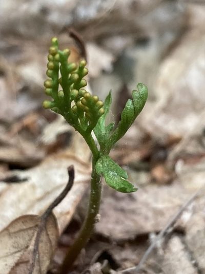 Botrychium angustisegmentum, photographed by er-birds