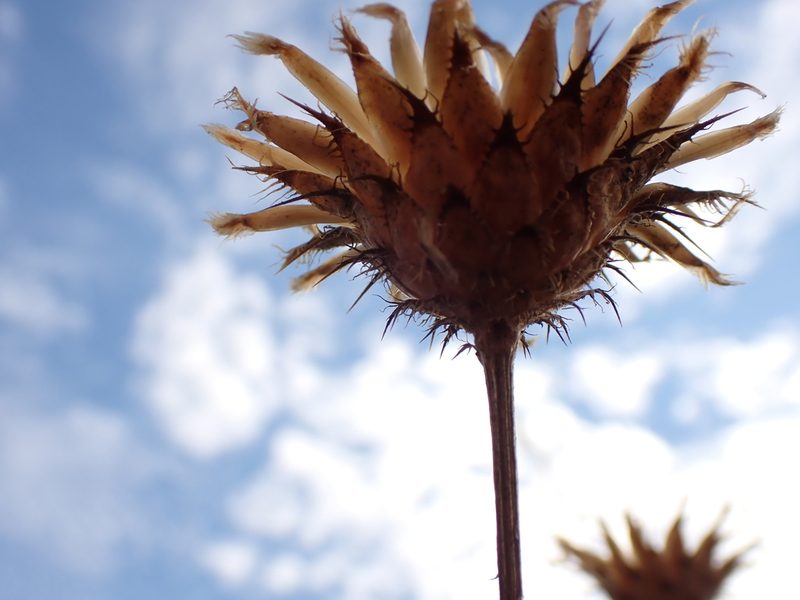 Centaurea collina, photographed by David Delon
