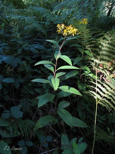 Senecio bayonnensis, photographed by José Luis Camaño