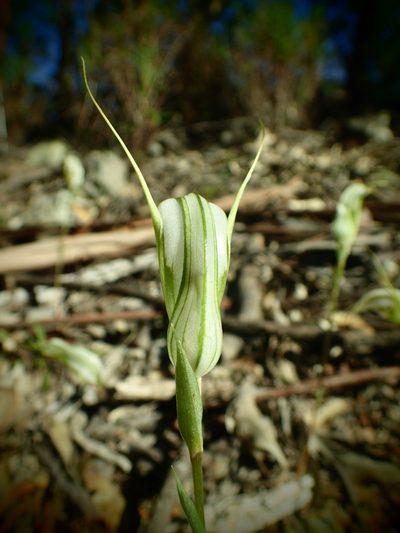 Pterostylis reflexa, photographed by ronavery