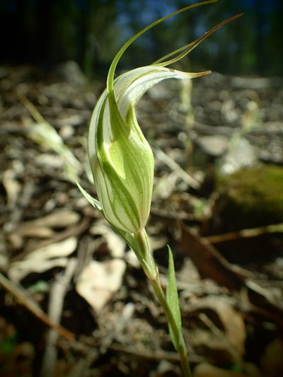 Pterostylis reflexa, photographed by ronavery