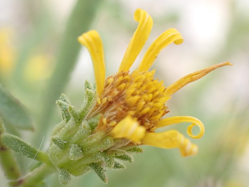 Jasonia tuberosa, photographed by David Delon