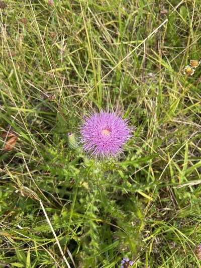 Cirsium pumilum, photographed by Jim Triplett