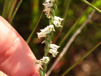 Spiranthes lacera, photographed by Jake McCumber