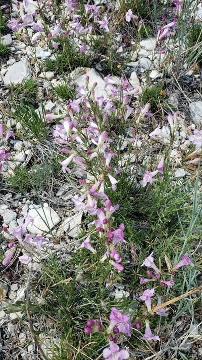 Penstemon laricifolius, photographed by John Gaskin