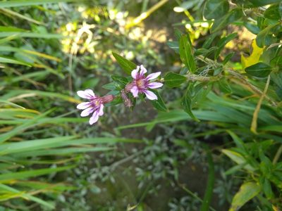 Cuphea fruticosa, photographed by Malena Lorente