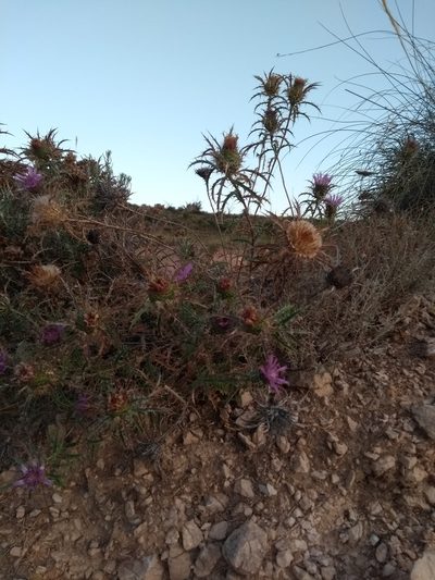 Atractylis humilis, photographed by Stefan Rüffler