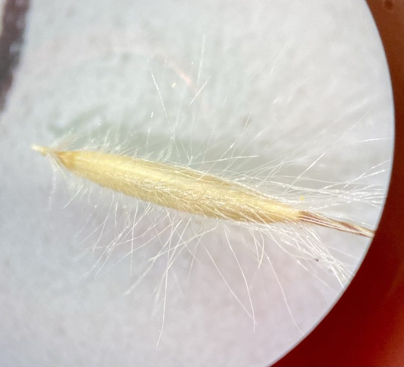 Eriocoma pinetorum, photographed by Matt Berger