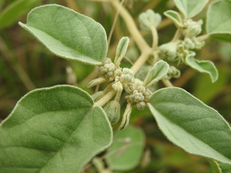 Croton lindheimerianus, photographed by saltyhiker