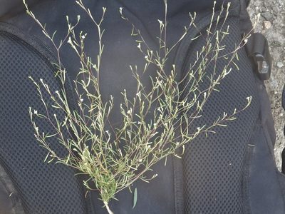 Gayophytum ramosissimum, photographed by dougbrown
