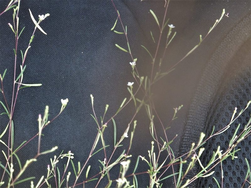 Gayophytum ramosissimum, photographed by dougbrown