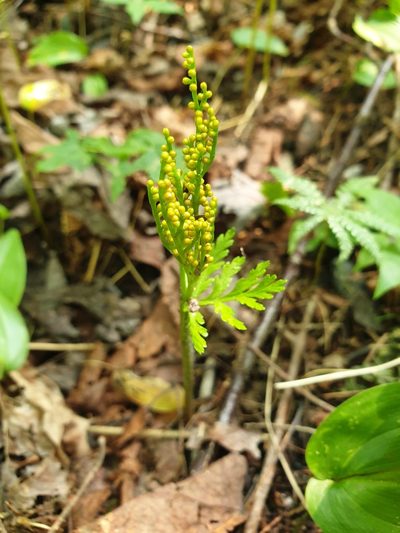 Botrychium angustisegmentum, photographed by Étienne Léveillé-Bourret