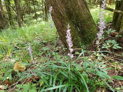 Liriope muscari, photographed by Samuel A Schmid, PhD, PWS