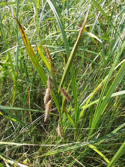 Carex paleacea, photographed by Mike Zifkin