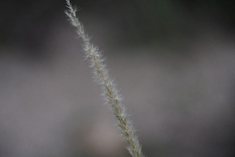 Pappophorum philippianum, photographed by Mike Ostrowski