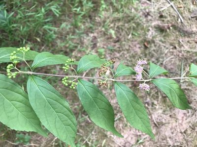 Callicarpa dichotoma, photographed by Michael Pirrello