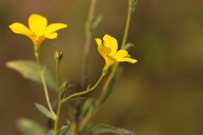Linum flavum, photographed by Вячеслав Юсупов